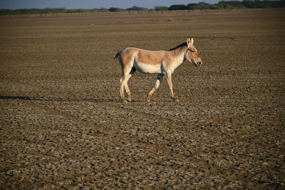 Gujarat Wildlife Tour