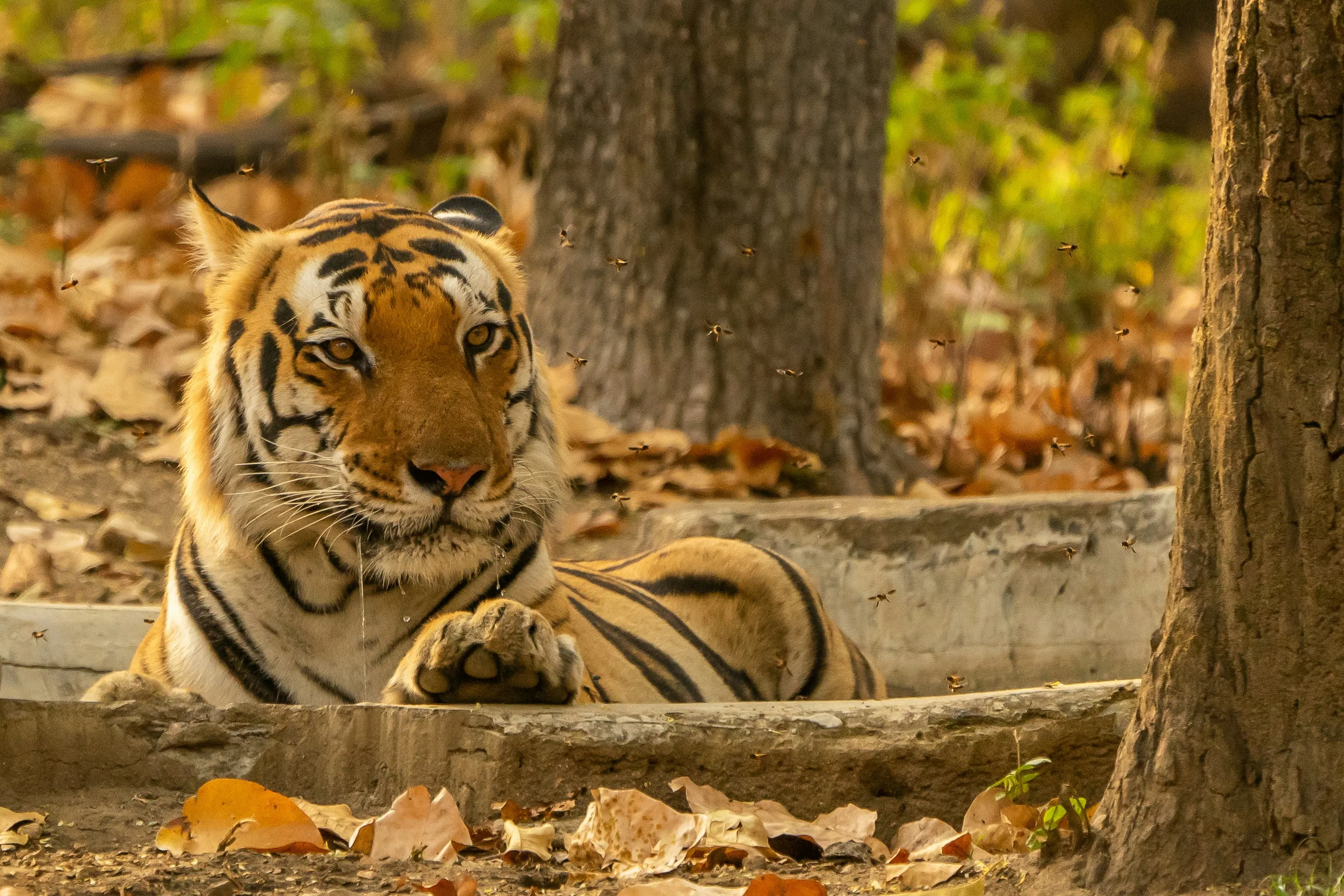 Short Break To Kanha
