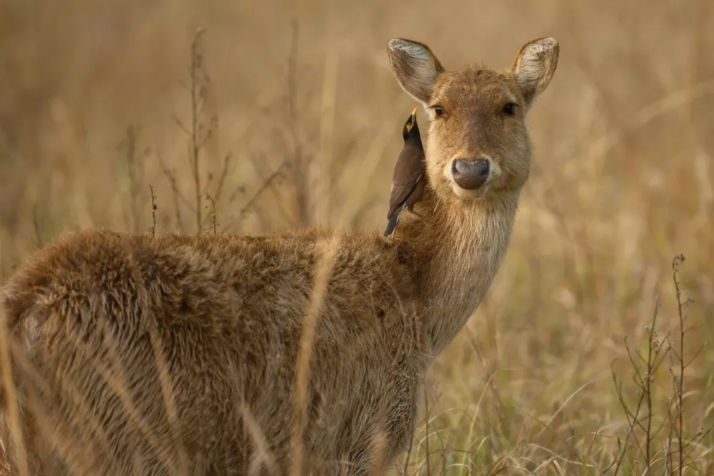 Dudhwa National Park - Ex Lucknow