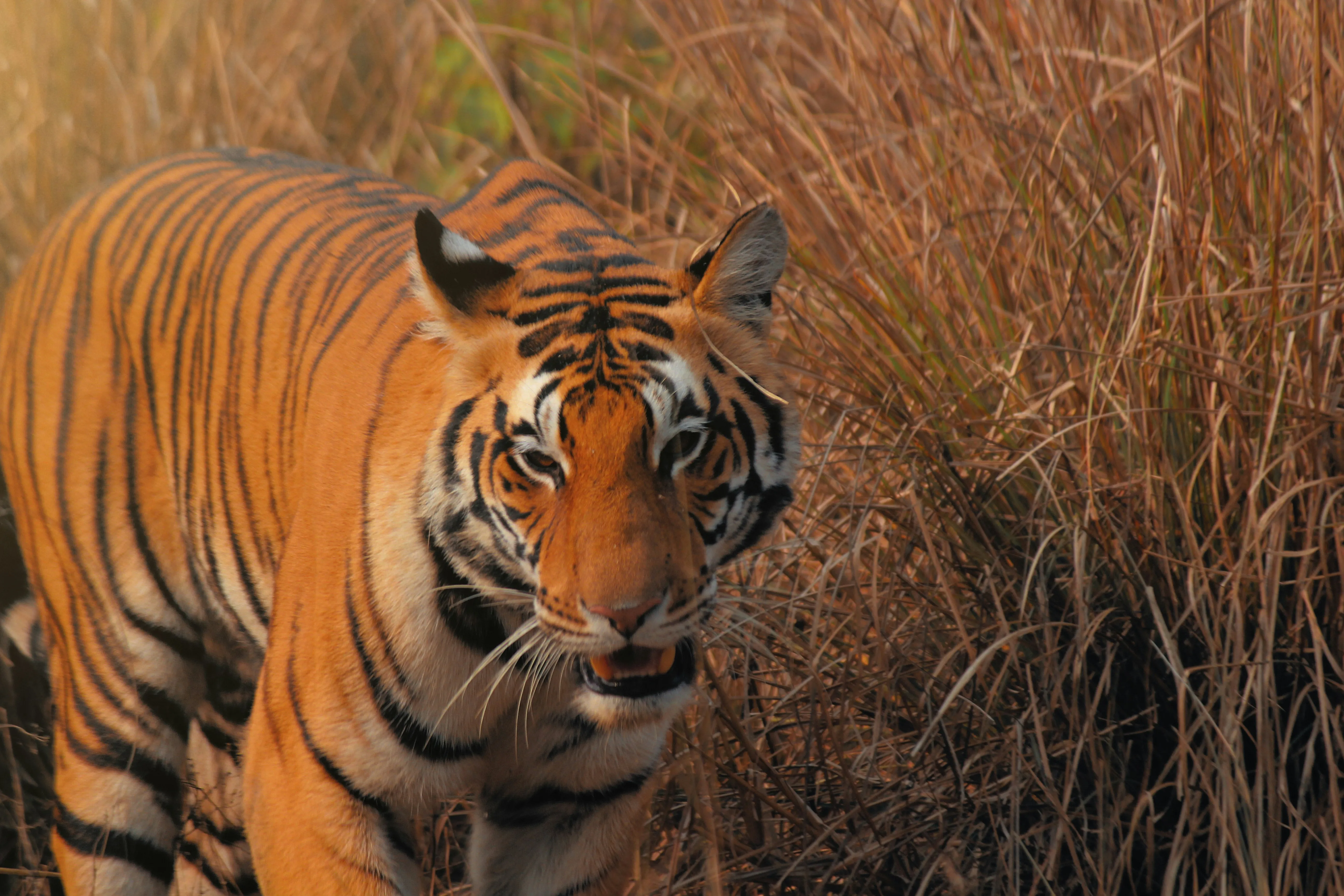 Wilderness Of Madhya Pradesh