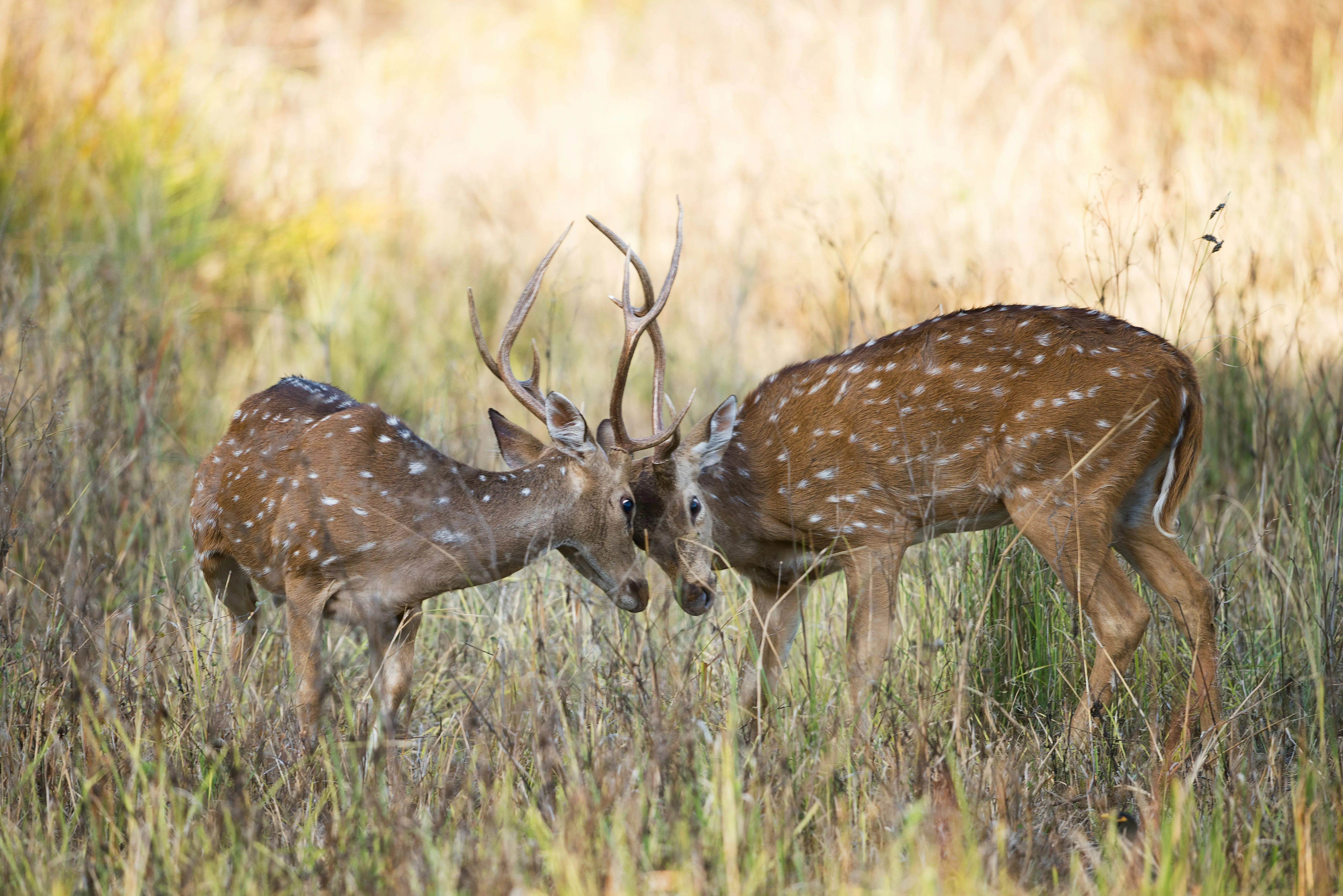 Short Break To Pench