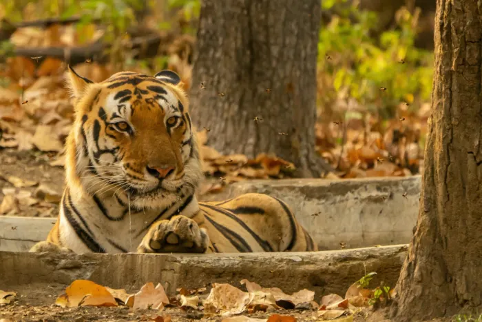 Short Break To Kanha