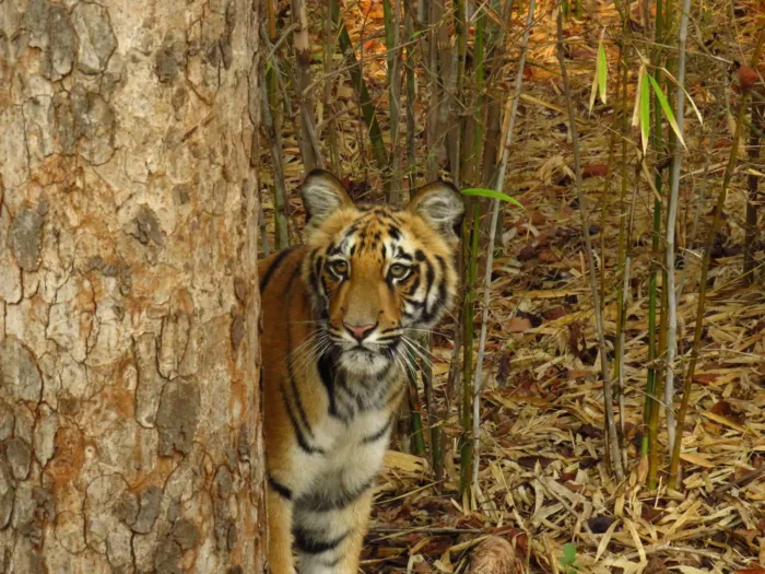 Short Break To Tadoba